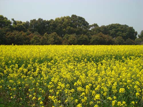 油菜花开